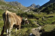 27 Mucche sul sentiero, Diavoli in alto...